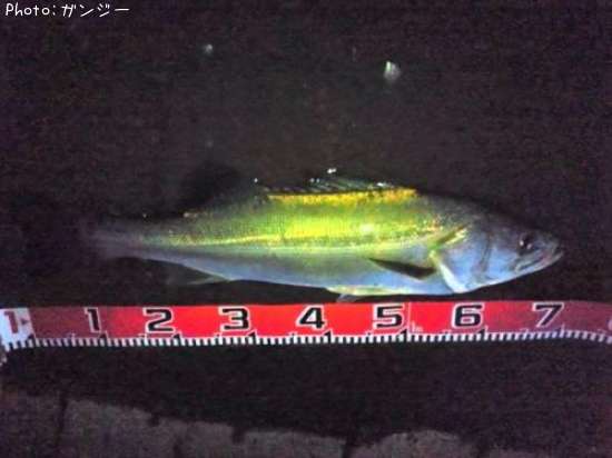 �����Х�