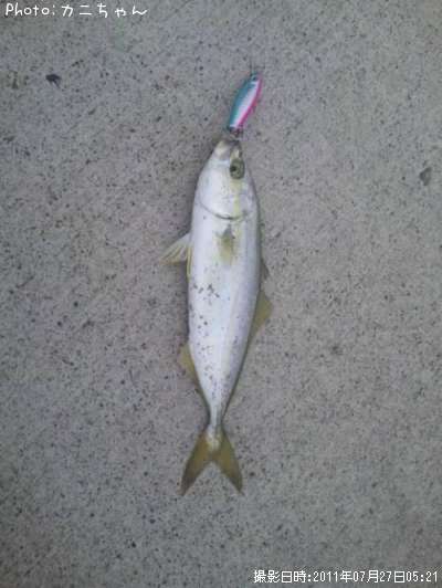 �����å�