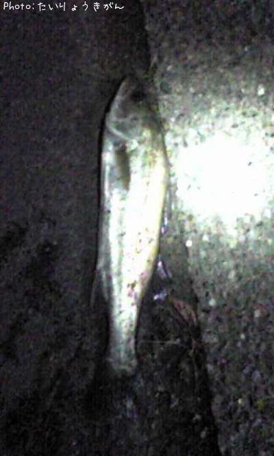 �����Х�