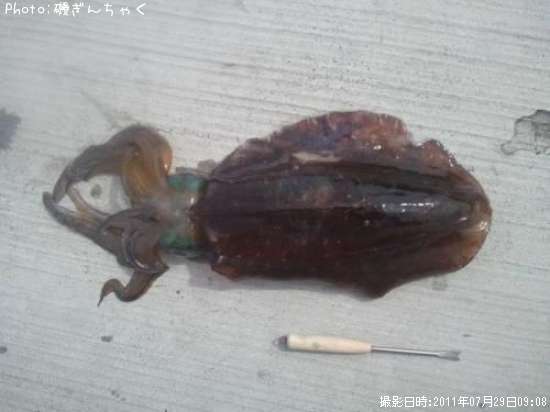 �����ꥤ��