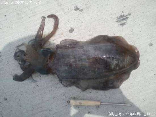 �����ꥤ��