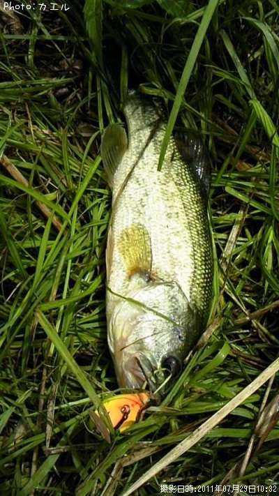 �֥�å��Х�