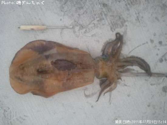 �����ꥤ��