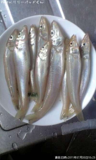 �������ܤˤ��ơʾС�