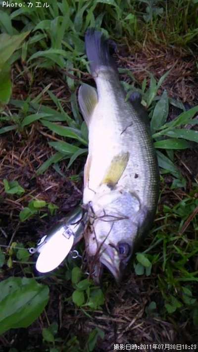 �֥�å��Х�