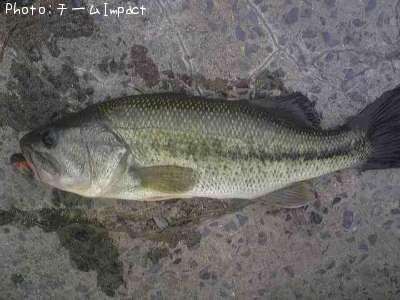 �֥�å��Х�