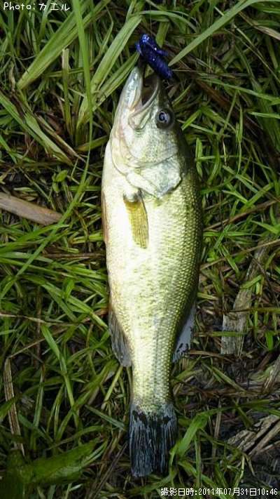 �֥�å��Х�