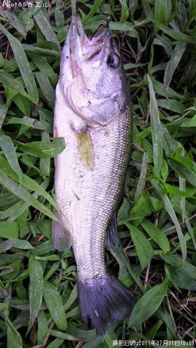 �֥�å��Х�