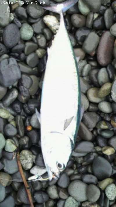 �ޥ륽����