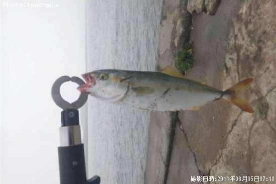 �����å�