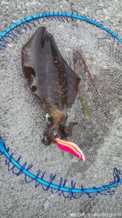 �����ꥤ��