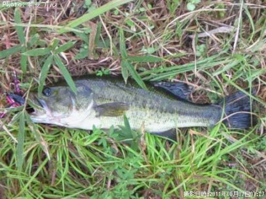 �֥�å��Х�