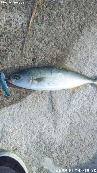 �����å�