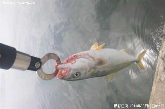 �����å�