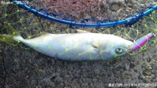 �����å�