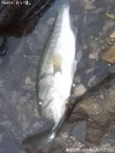 �֥�å��Х�