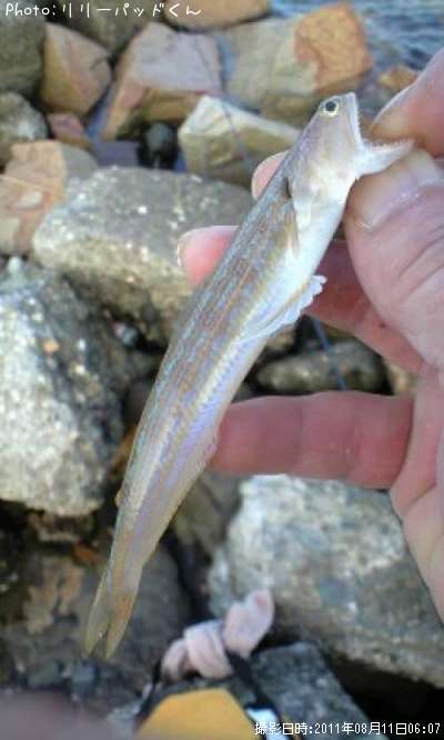 �����á�������������