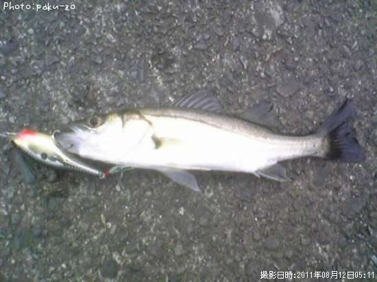 �����Х�