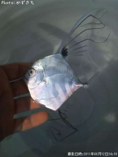 �ʤ������