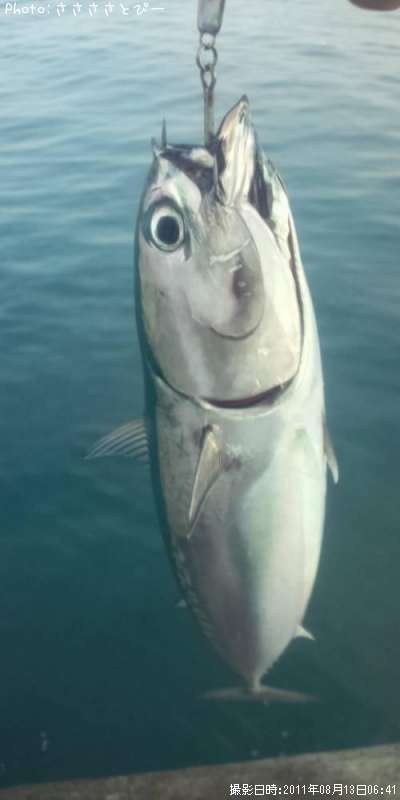 ���������ĥ�