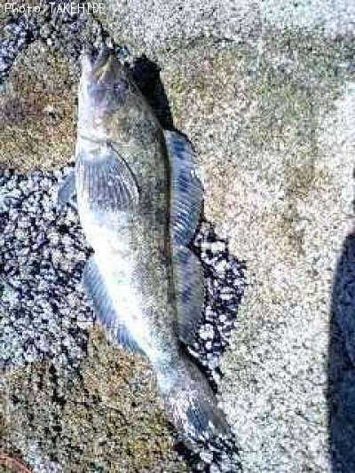 �����ʥ�