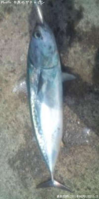 ���������ĥ�