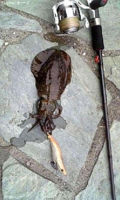 �����ꥤ��