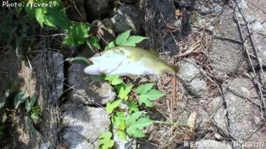 �֥�å��Х�