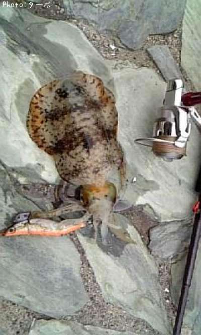 �����ꥤ��