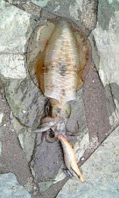 �����ꥤ��