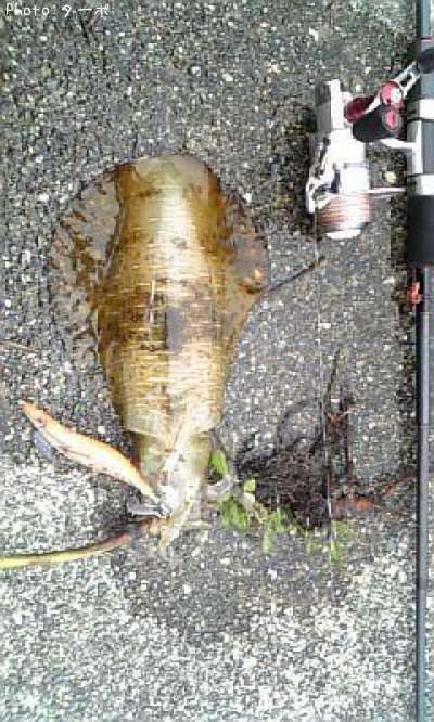 �����ꥤ��