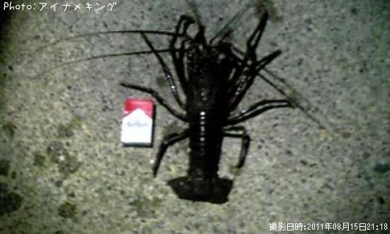 ������Ϸ