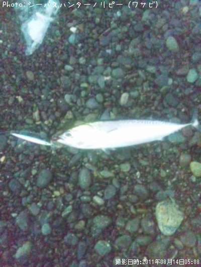 ���������ĥ�