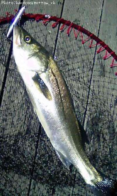 �����Х�