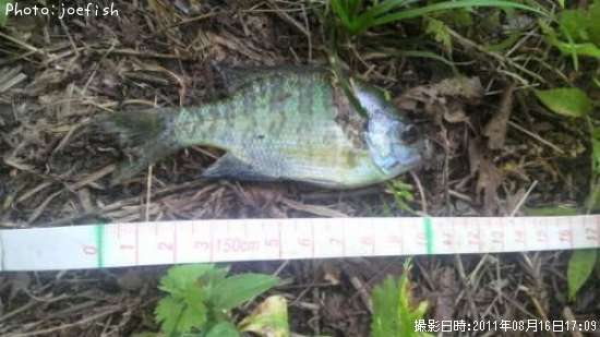 �֥롼����