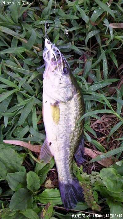 �֥�å��Х�