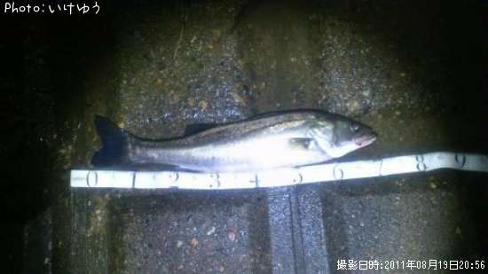 �����Х�