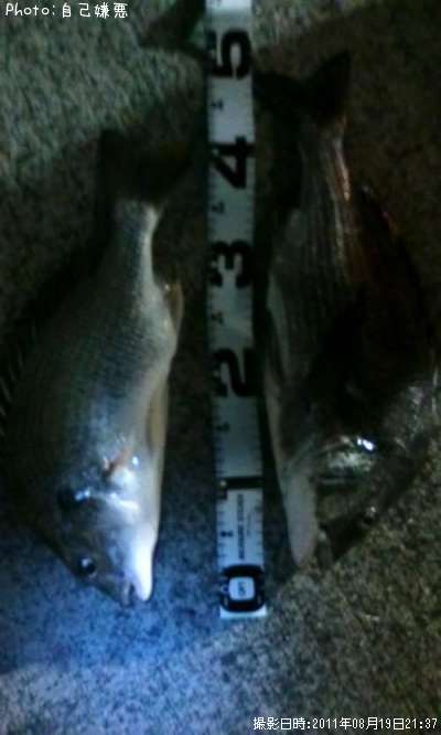 ���̤���˥��ӥ줵��