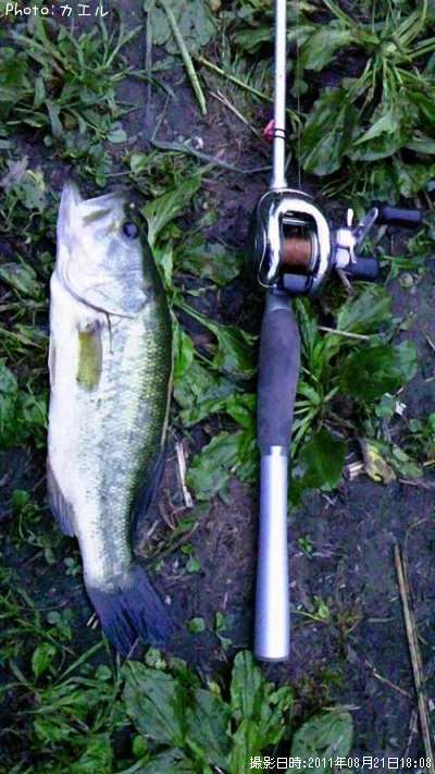 �֥�å��Х��ʾС�