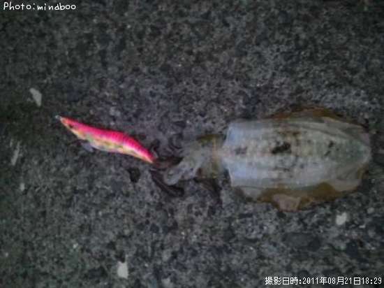 �����ꥤ��