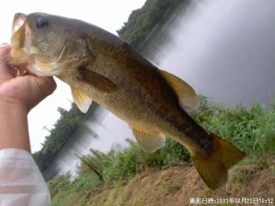 �֥�å��Х�