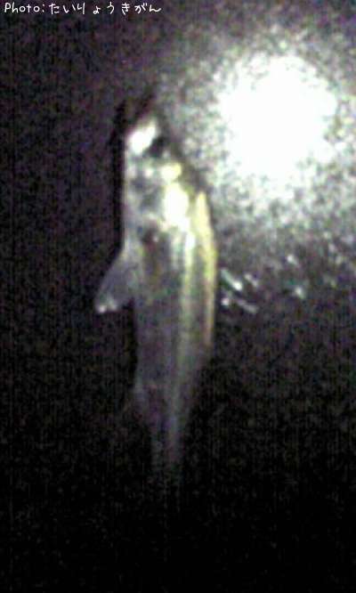 �����Х�