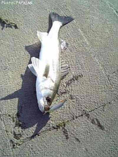 �����Х�