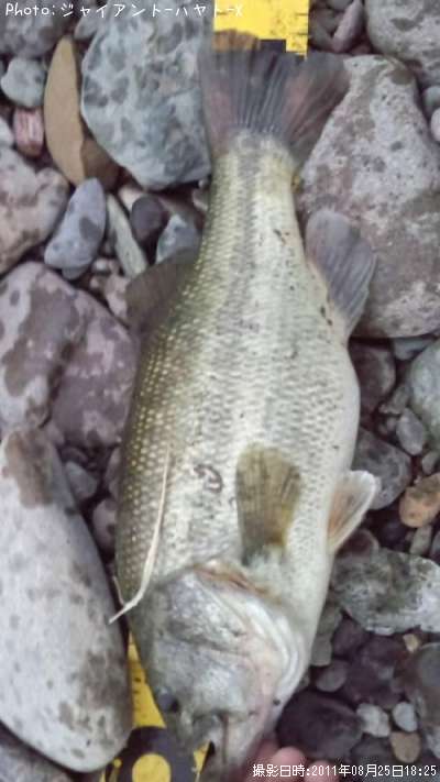 �֥�å��Х�