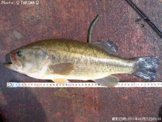 �֥�å��Х�