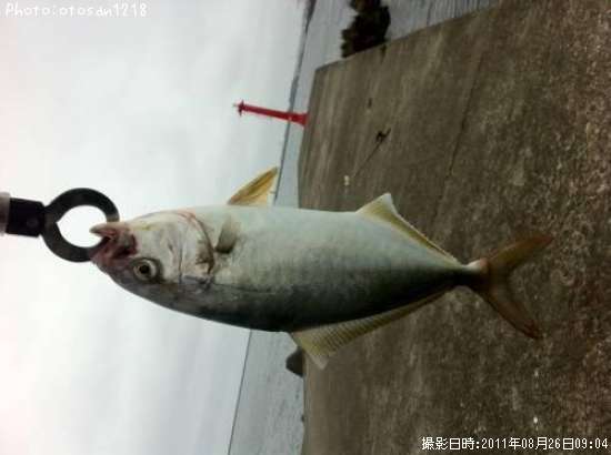 ����ѥ����ĵ�