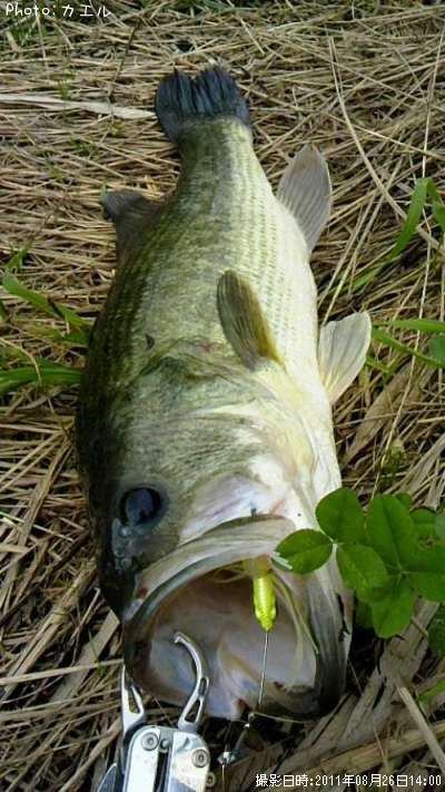 �֥�å��Х�