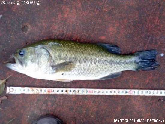 �֥�å��Х�