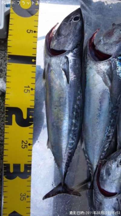 �ޥ륽����