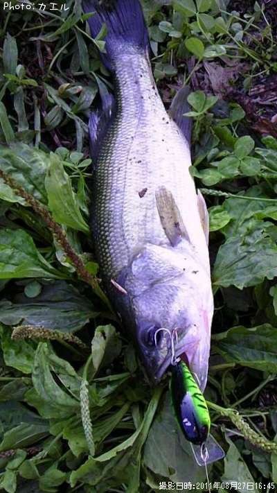 �֥�å��Х�